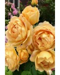 Роза английская Голден Селебрейшн желтая | Троянда англійська Голден Селебрейшн жовта | English Rose Golden Celebration yellow